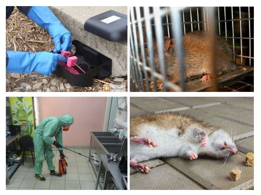 Фирма по уничтожению грызунов, крыс и мышей в Нальчике