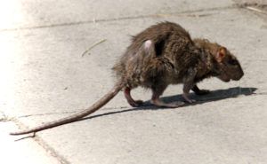 Фирма по уничтожению грызунов, крыс и мышей в Нальчике