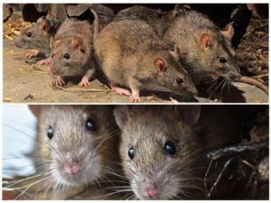 Травить грызунов крыс и мышей в Нальчике