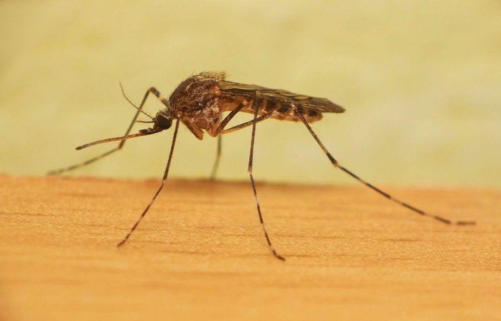 Уничтожение комаров в Нальчике