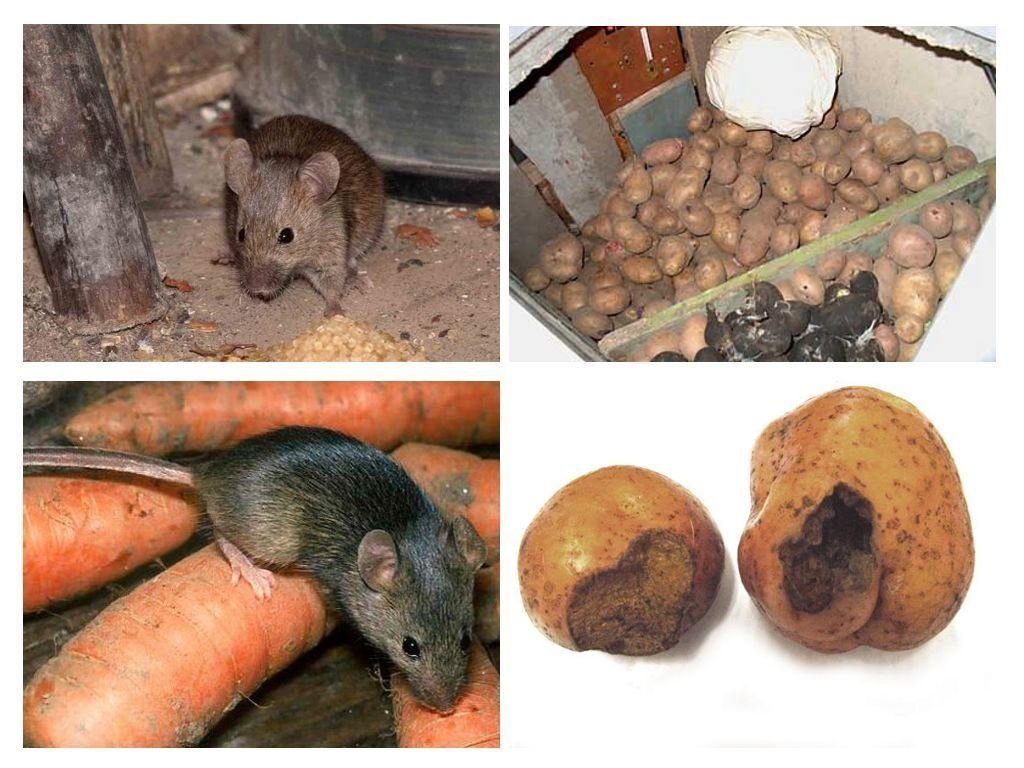 Обработка от грызунов крыс и мышей в Нальчике