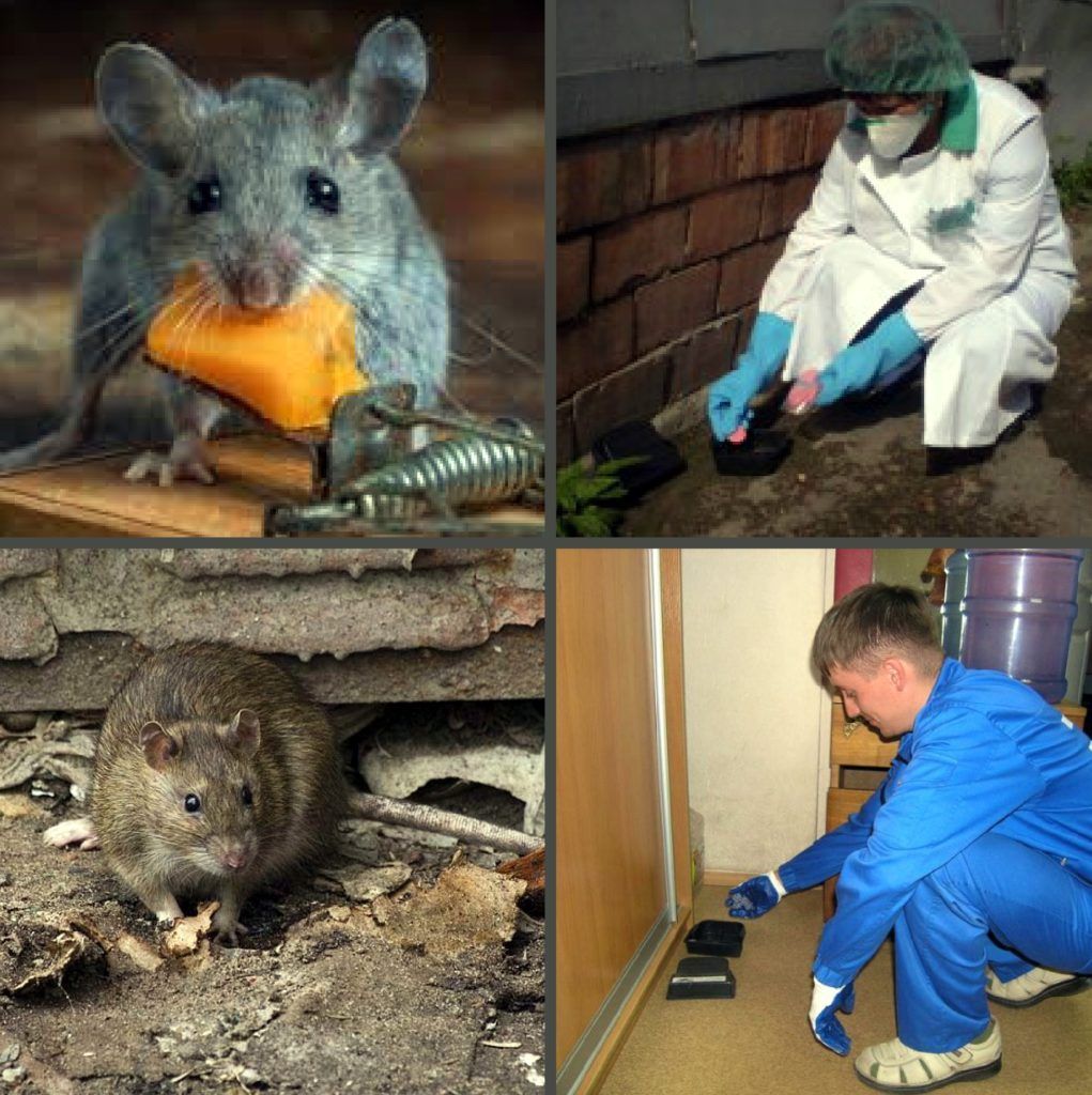 Дезинфекция от грызунов, крыс и мышей в Нальчике