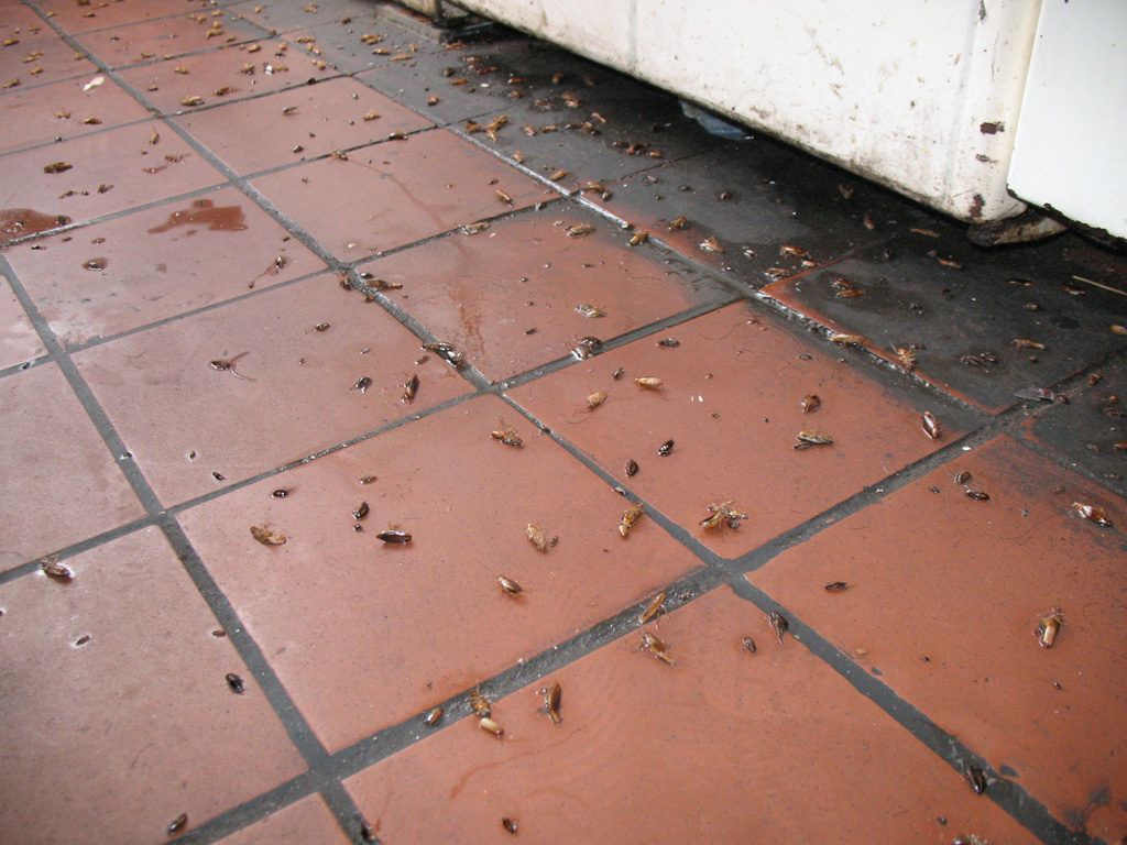 Уничтожение тараканов в квартире в Нальчике 