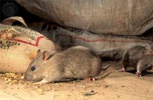 Дератизация от грызунов от крыс и мышей в Нальчике