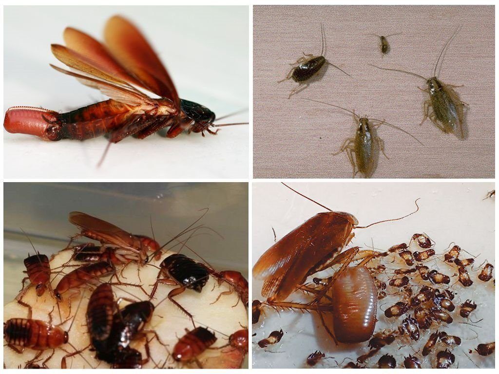 Уничтожение тараканов в квартире в Нальчике 