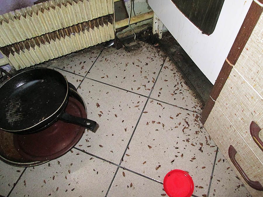 Санэпидемстанция от тараканов в Нальчике, вызвать, цены